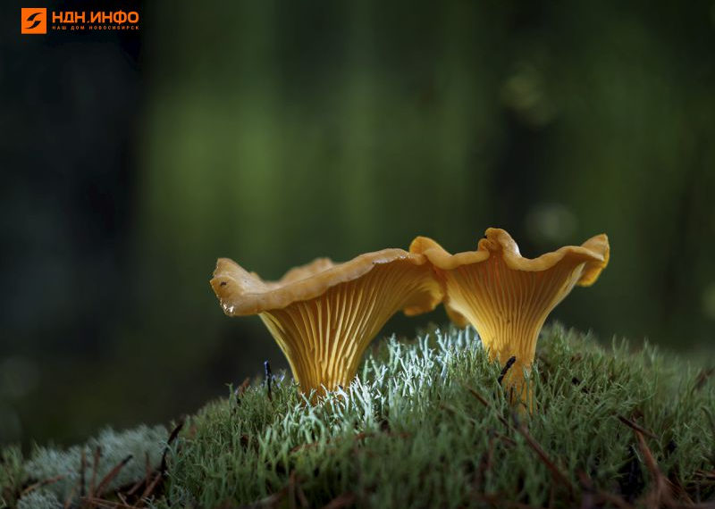 Какие грибы растут на опавшей листве