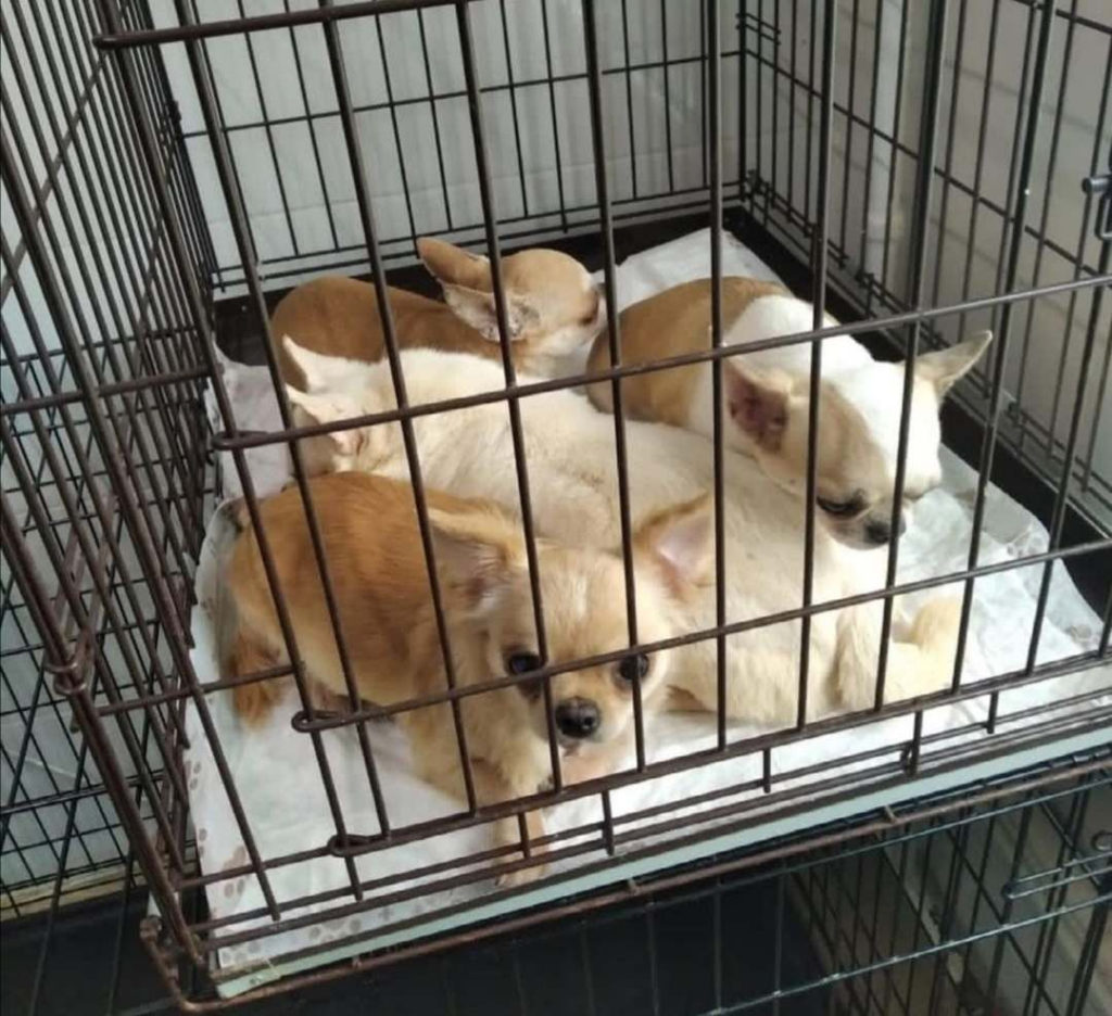 animal_nsk