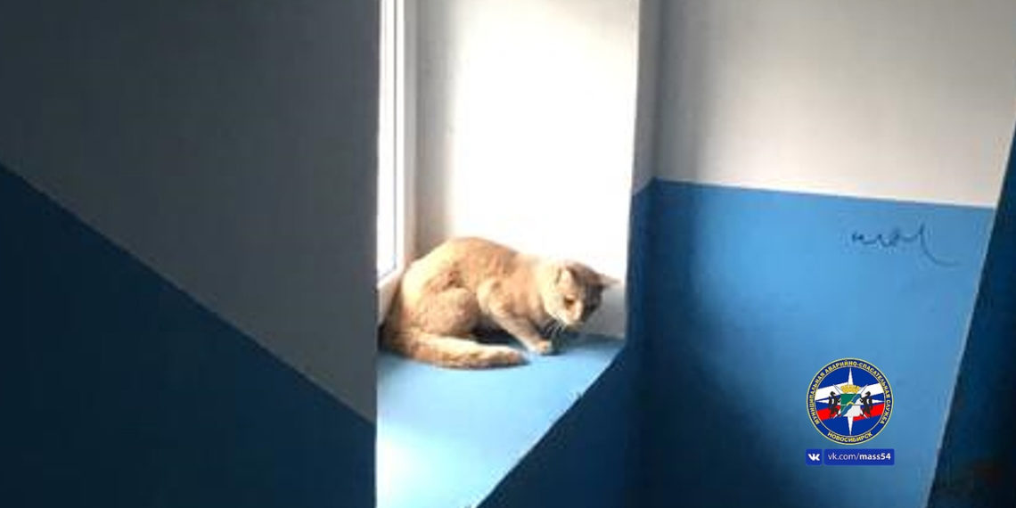 Пушистый диверсант обесточил подъезд дома в Новосибирске