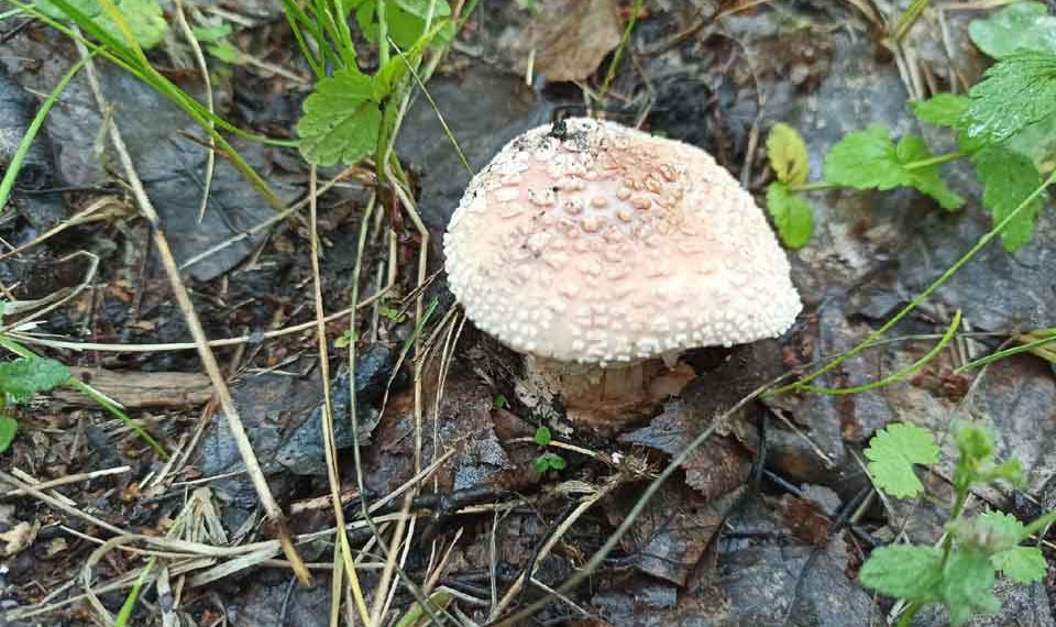 Александр Дрынкин