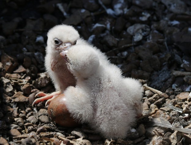 Атлас птиц Уфы