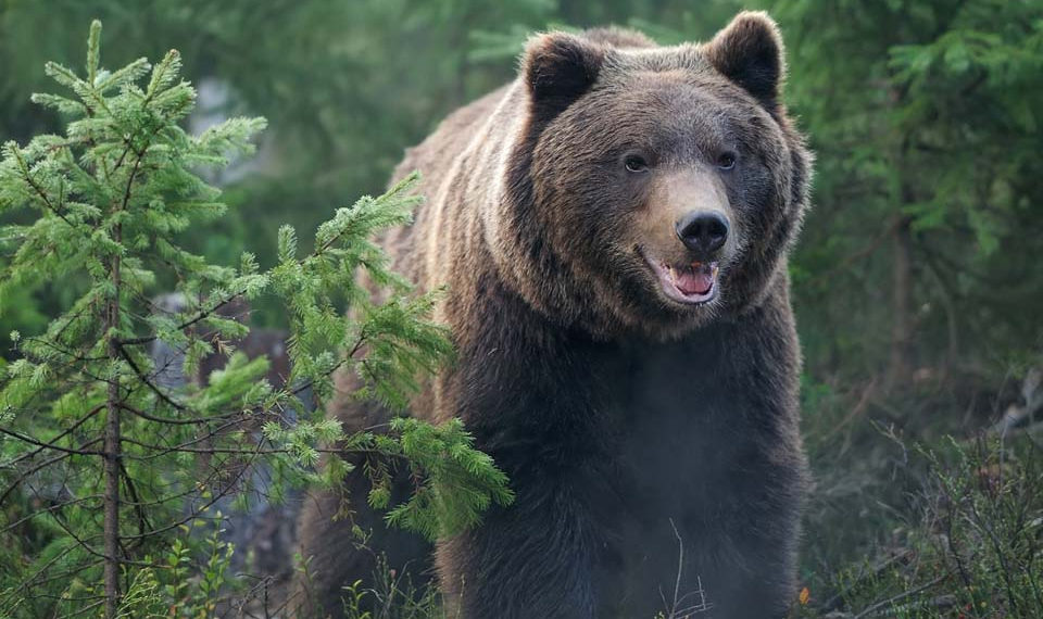 Не ходить в лес попросили новосибирцев из-за бродячего медведя