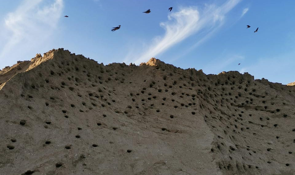 Наталья Плотникова