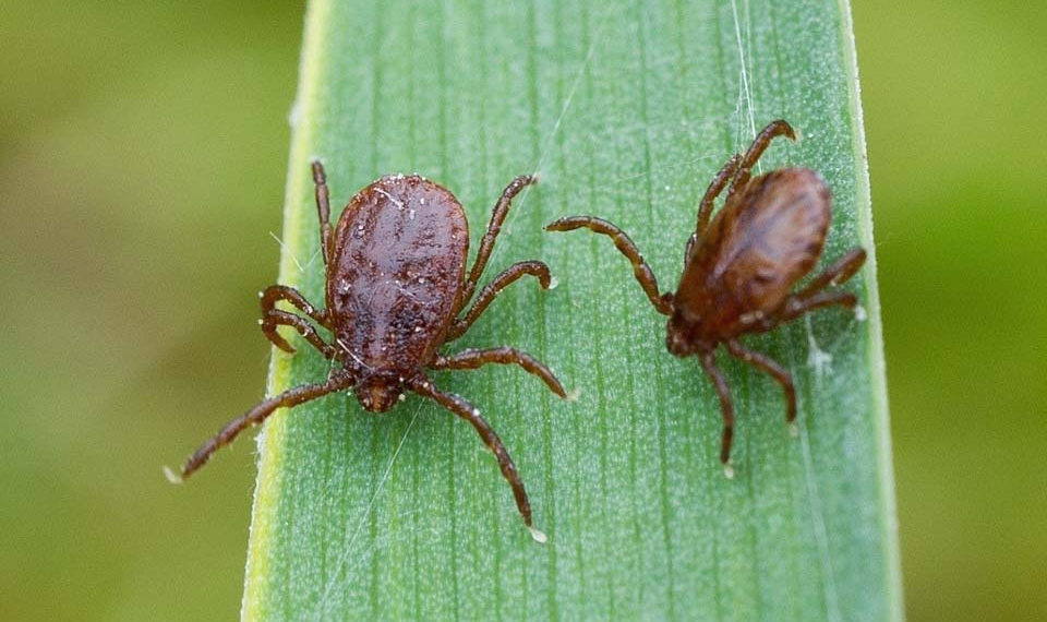Более 1000 укусов клещей зафиксировано в Новосибирске за неделю