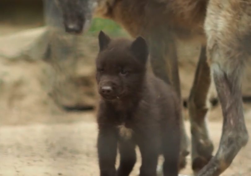 vk.com/novosibirsk_zoo