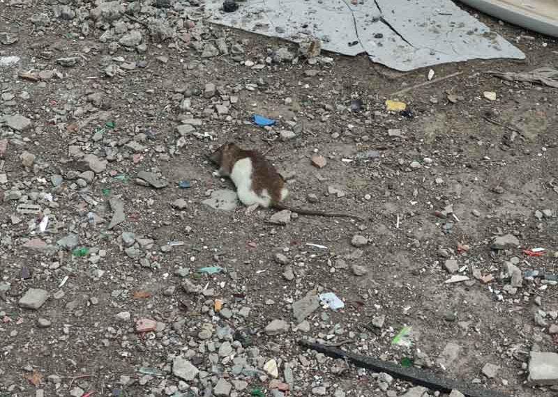 Полчища крыс заполонили центр Новосибирска