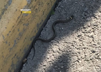 Змея возле жилого дома переполошила новосибирцев