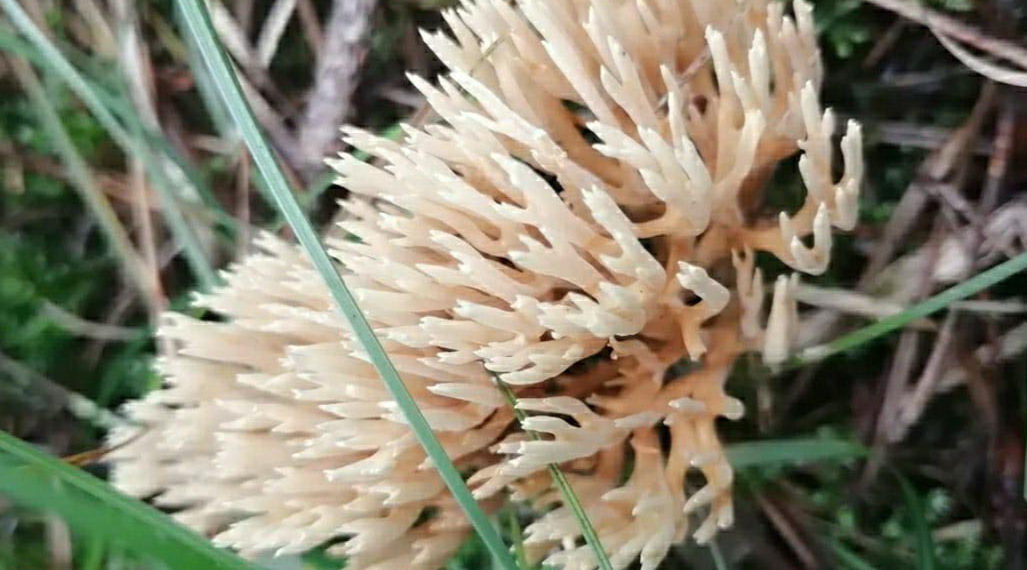 Новосибирцы рассказали, как приготовить оленьи рожки