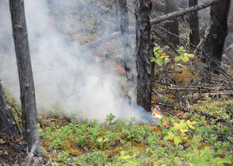 наука в сибири