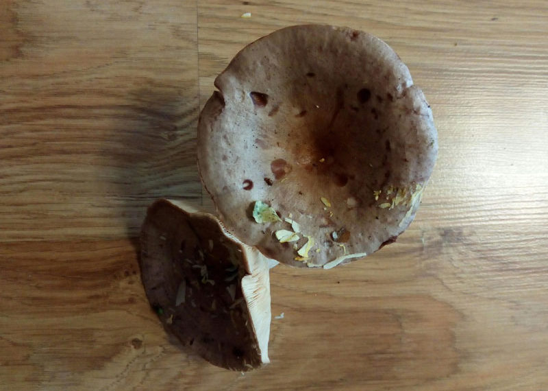 vk.com/griby_novosibirsk