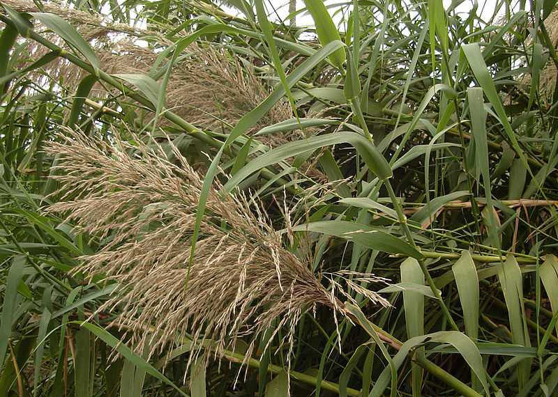 Tauʻolunga / Википедия