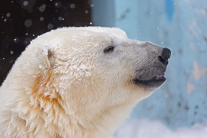 novosibirsk_zoo