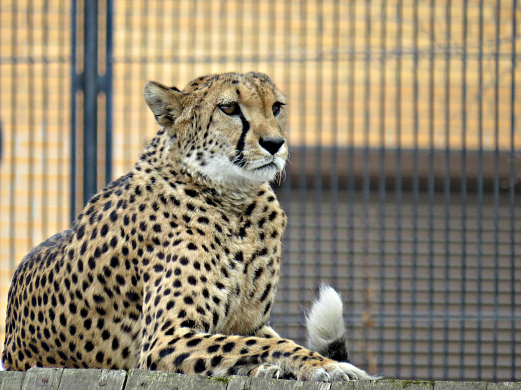 vk.com/novosibirsk_zoo