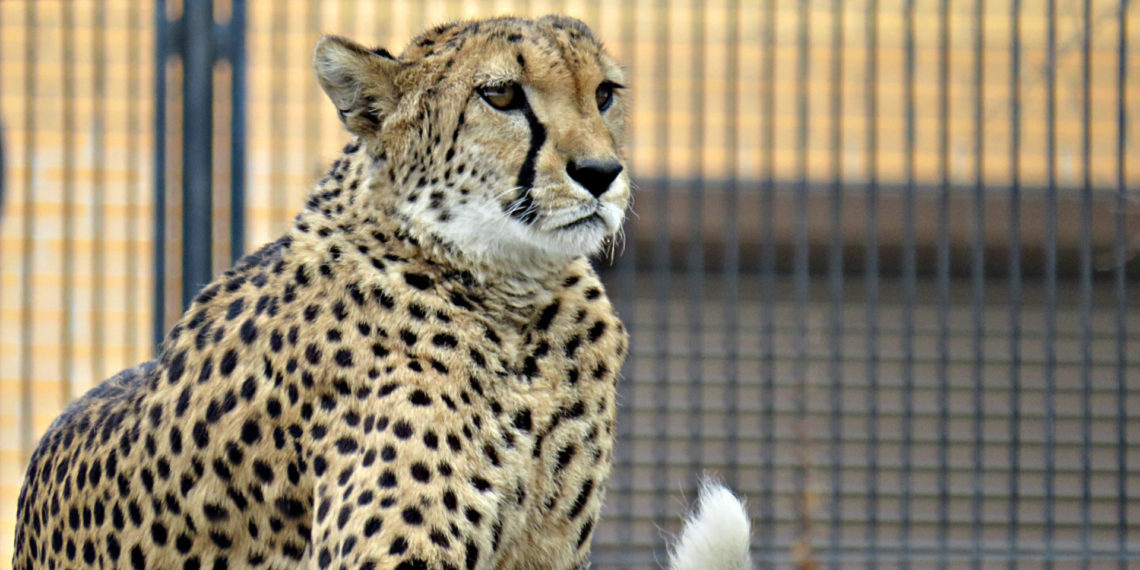 vk.com/novosibirsk_zoo