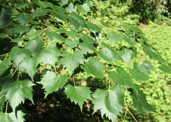 MPF/Википедия