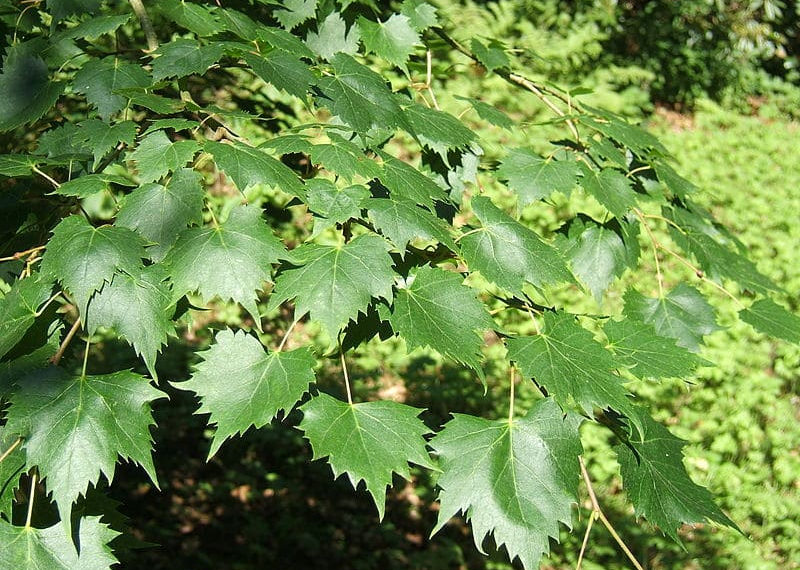 MPF/Википедия