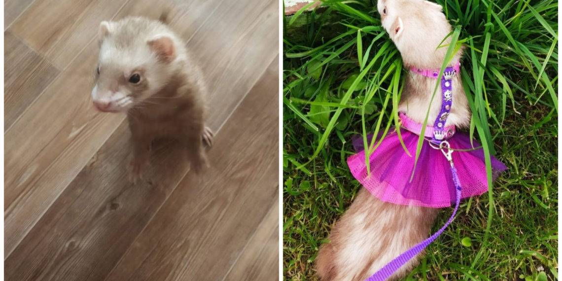 Фото предоставлены хозяйкой питомца