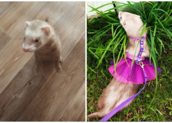 Фото предоставлены хозяйкой питомца