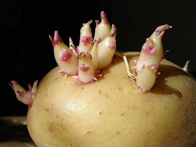 Секреты выращивания вкусного картофеля