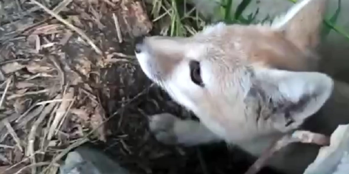 минприроды Новосибирской области