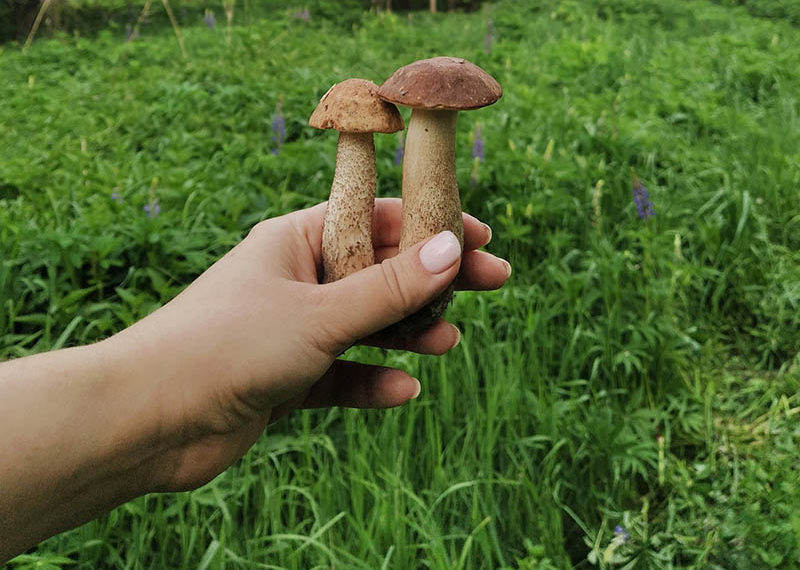 анна царапкина