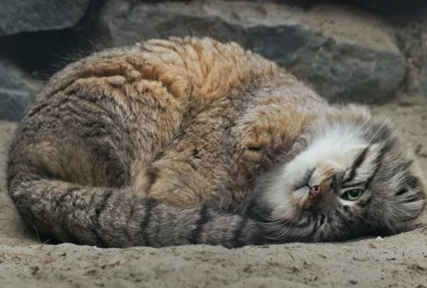 стоп-кадр видео