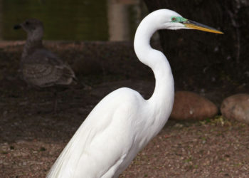 Редкая краснокнижная птица прилетела в Новокузнецк из-за глобального потепления