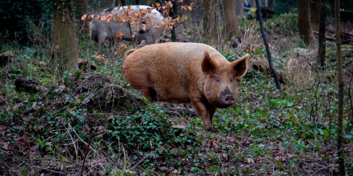 unsplash.com/Nick Fewings