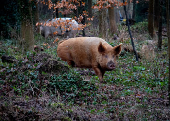 unsplash.com/Nick Fewings