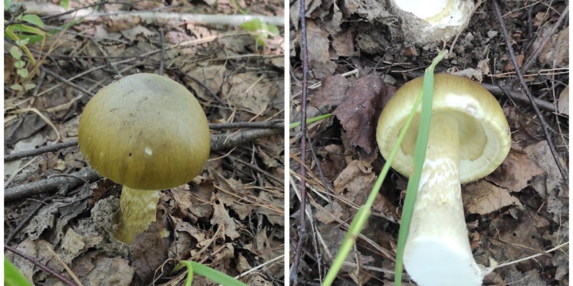 vk.com/griby_novosibirsk