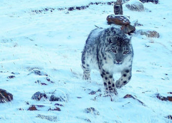 стоп-кадр видео
