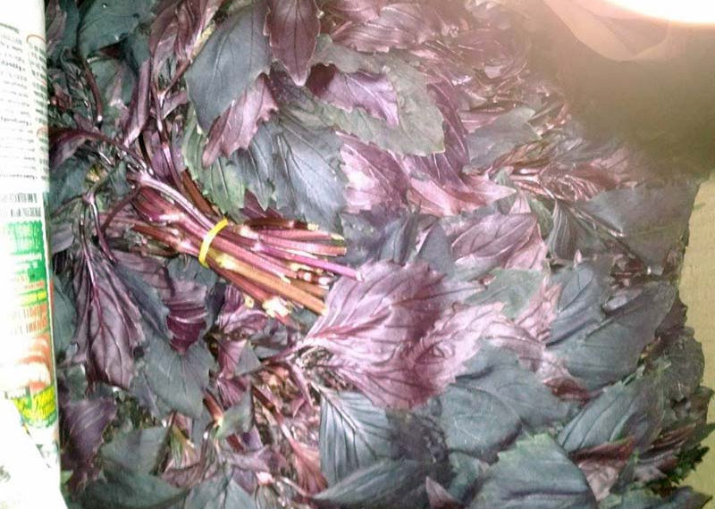 Калифорнийский трипс обнаружили в привезенном в Новосибирск базилике