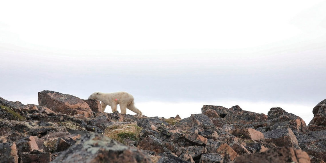 пресс-служба «Норникеля»