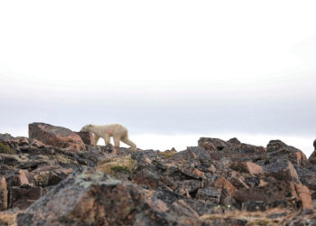 пресс-служба «Норникеля»