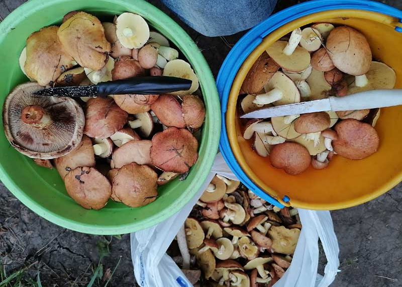 Грибы и грибные места Новосибирск НСО