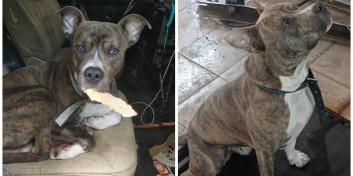 Предоставлено хозяином собаки