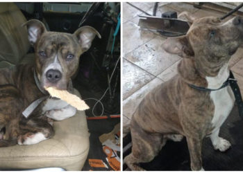 Предоставлено хозяином собаки