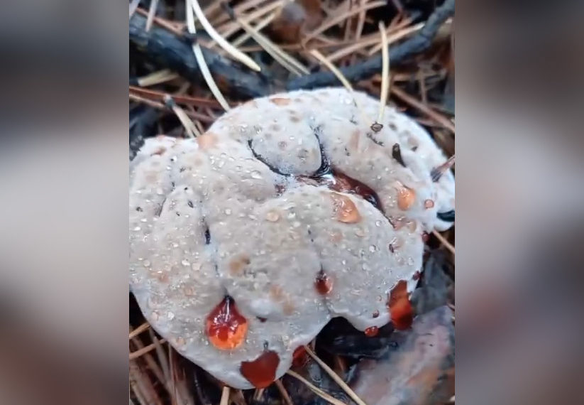 Семен Леденцов