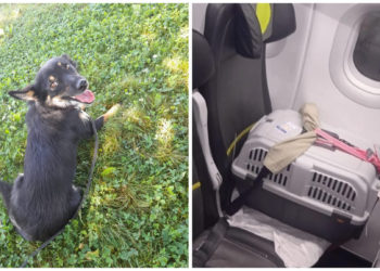 предоставлено хозяйкой Бони