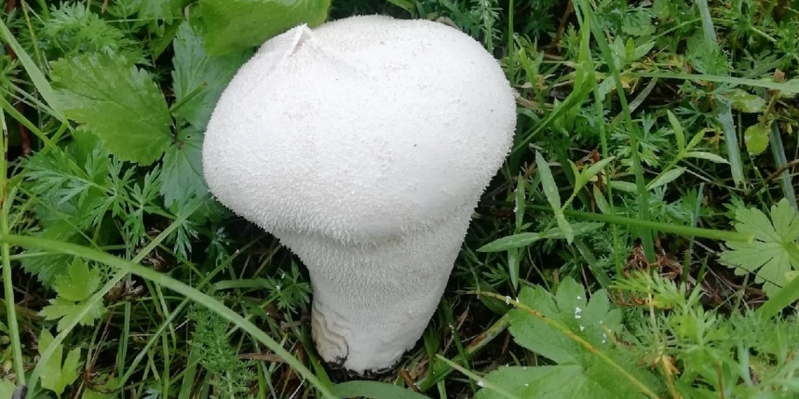 vk.com/griby_novosibirsk