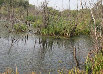 t.me/aleksandr_plast