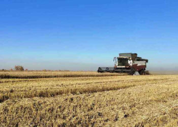 Непогода испортила урожай Сибири