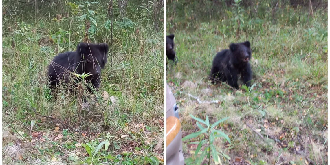 vk.com/bolotnoye / Оля Агапончик