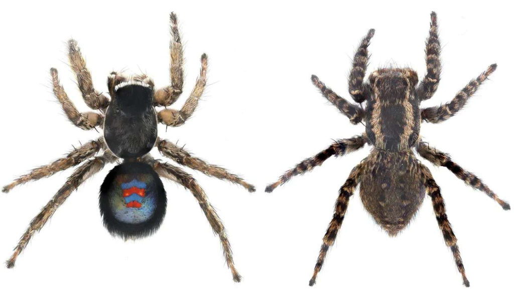 Zootaxa