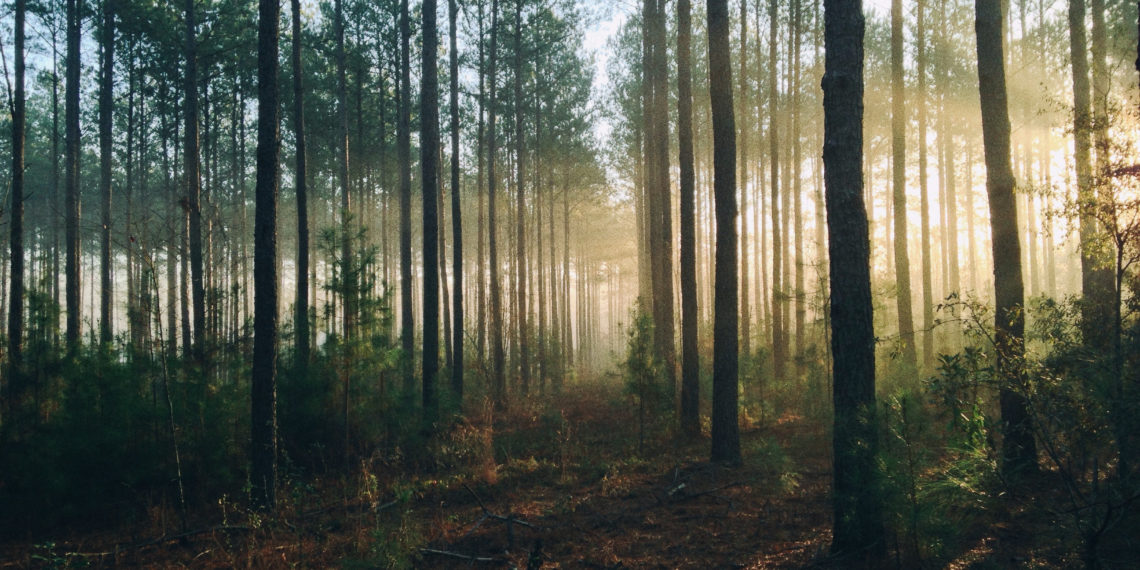 unsplash.com/Steven Kamenar