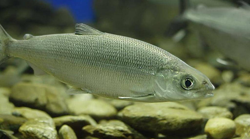 Росрыболовство