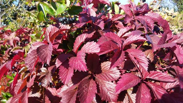 Два дня тепла и резкое похолодание обещают синоптики Новосибирску