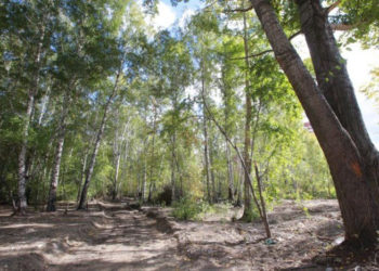 Заложен фундамент визит-центра и расчищены пути для экотроп в парке у реки Каменки