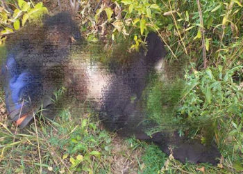 Новосибирец выбросил тело до смерти избитого товарища в кусты