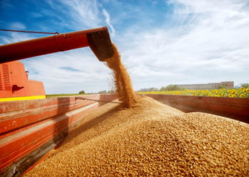 Сбер в Сибири профинансировал агропромышленный комплекс на 45 млрд рублей